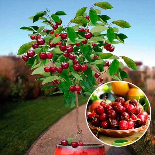 Mini-Cireș Garden Bing imagine 1 articol 7137