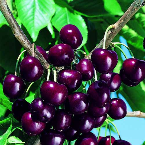 Cireș Skeena imagine 1 articol 4871