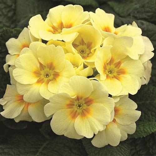 Ciuboțica cucului (Primula) vulgaris Yellow imagine 1 articol 01402