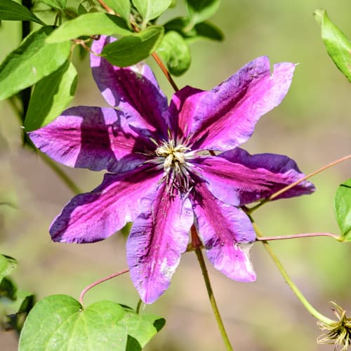 Clematis Akaishi, С2 imagine 1 articol 5463