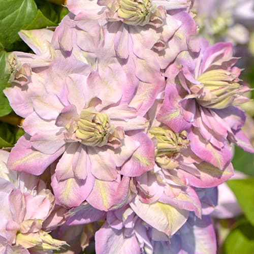 Clematis Anna's Choice, С2 imagine 1 articol 5464