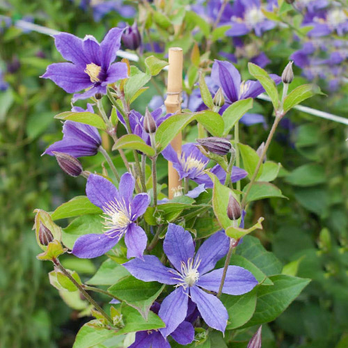Clematis Arabella articol fotografie 1 Clematis Arabella imagine 1 articol 9580