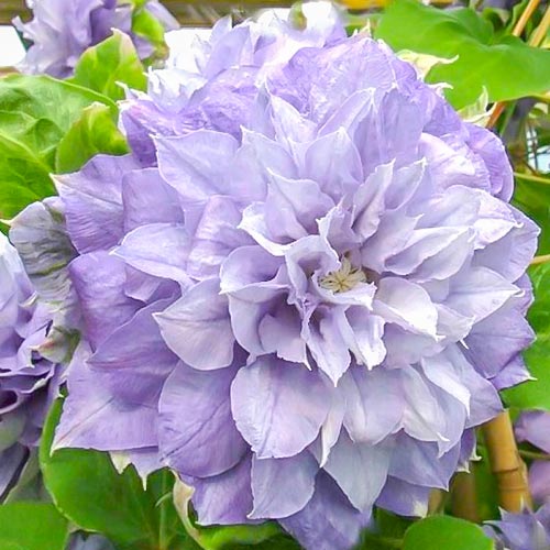 Clematis Azure Ball articol fotografie 1 Clematis Azure Ball imagine 1 articol 4135