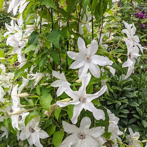 Clematis Beautiful Bride, С2 imagine 1 articol 5465
