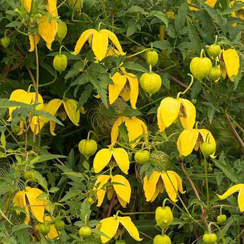 Clematis Bill Mc Kenzie imagine 1 articol 4118