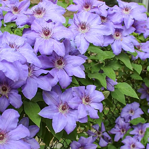 Clematis Blue Cotillion, С2 imagine 1 articol 5467