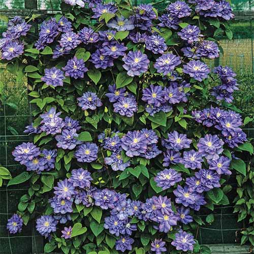 Clematis Blue Explosion articol fotografie 1 Clematis Blue Explosion imagine 1 articol 4132