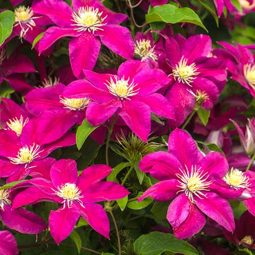 Clematis Burgundy articol fotografie 1 Clematis Burgundy imagine 1 articol 4758