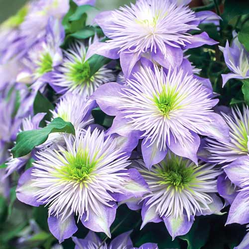 Clematis Crystal Fountain articol fotografie 1 Clematis Crystal Fountain imagine 1 articol 9133