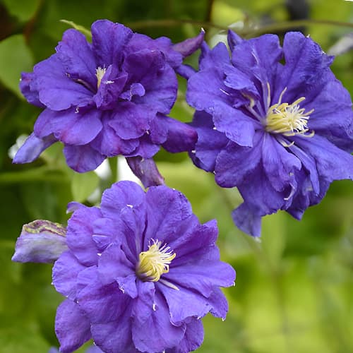 Clematis Floral Dance, С2 imagine 1 articol 5473