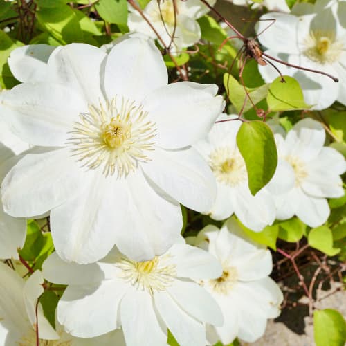 Clematis Guernsay Cream imagine 1 articol 4122