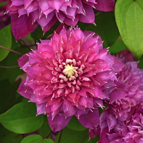 Clematis Hot Love, С2 imagine 1 articol 5477