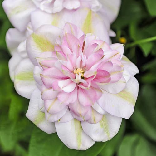 Clematis Innocent Blush, С2 imagine 1 articol 5478