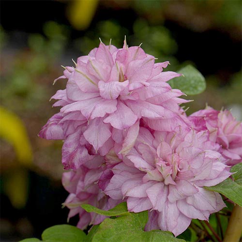 Clematis Innocent Glance articol fotografie 1 Clematis Innocent Glance imagine 1 articol 4131