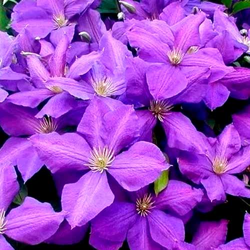 Clematis Jackmanii articol fotografie 1 Clematis Jackmanii imagine 1 articol 4759