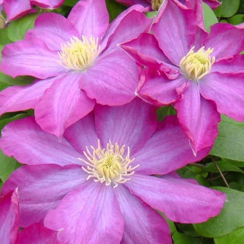 Clematis Kakio Pink Champagne, С2 imagine 1 articol 5481