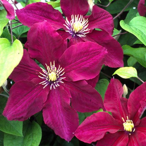 Clematis Kermesina articol fotografie 1 Clematis Kermesina imagine 1 articol 2538