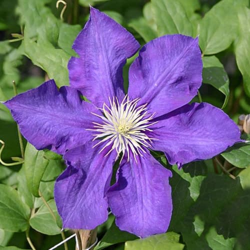 Clematis Lady Betty Balfour articol fotografie 1 Clematis Lady Betty Balfour imagine 1 articol 1556