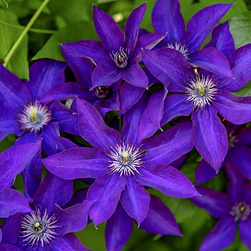 Clematis Lavender Beauty, С2 imagine 1 articol 5483