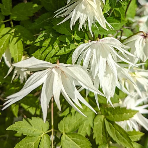 Clematis Lemon Dream, С2 imagine 1 articol 5484