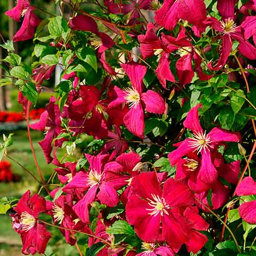Clematis Madame Julia Correvon articol fotografie 1 Clematis Madame Julia Correvon imagine 1 articol 90591