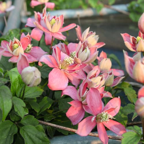 Clematis Marjorie, P9 imagine 1 articol 5874