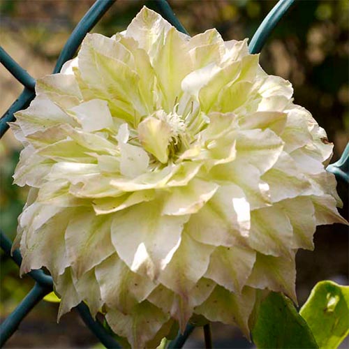 Clematis Midori articol fotografie 1 Clematis Midori imagine 1 articol 4129