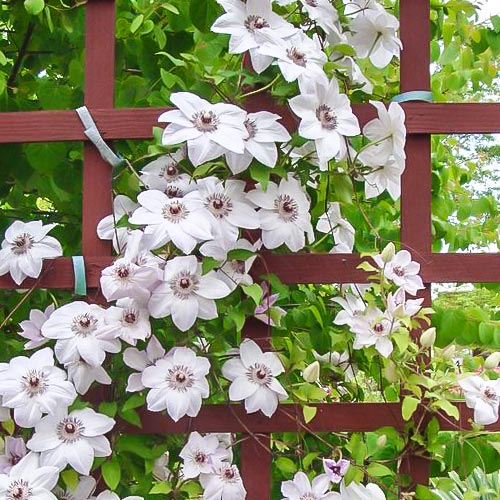 Clematis Miss Bateman imagine 1 articol 9060