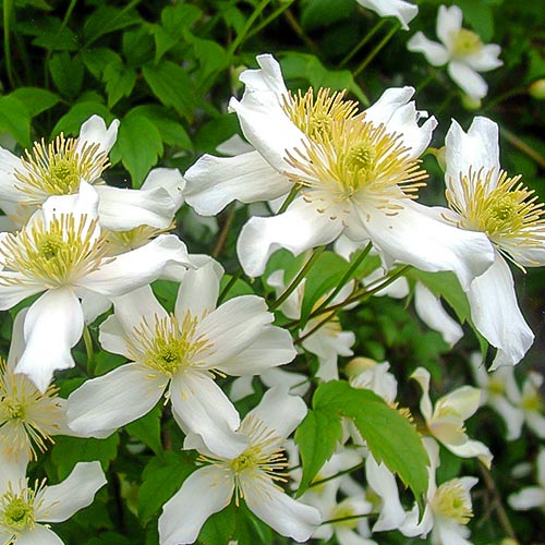 Clematis montana Alba imagine 1 articol 9581