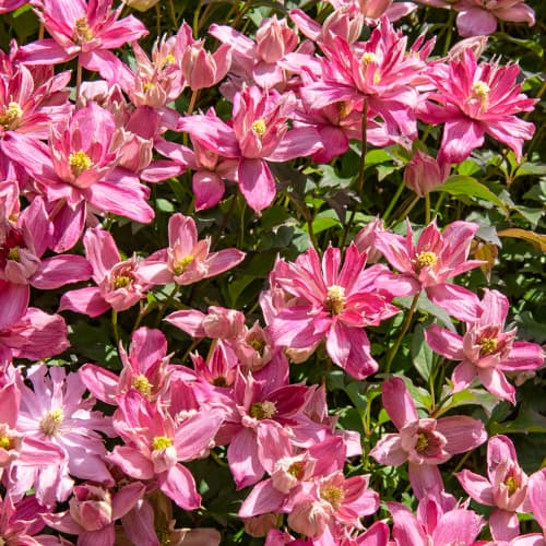 Clematis Montana Broughton Star, P9 imagine 1 articol 5652