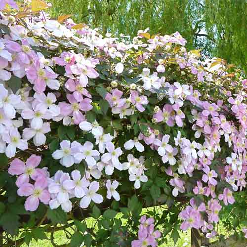 Clematis montana Grandiflora articol fotografie 1 Clematis montana Grandiflora imagine 1 articol 2593