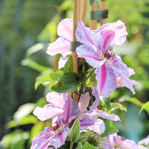 Clematis Mrs N. Thompson imagine 1 articol 9061