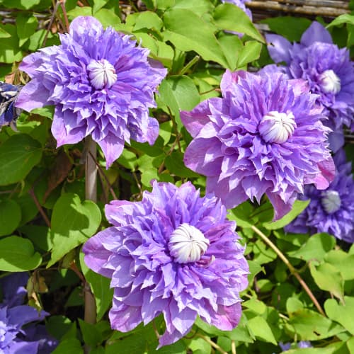 Clematis Multi blue, P9 imagine 1 articol 9050