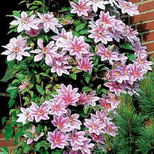 Clematis Nelly Moser imagine 1 articol 9054