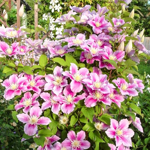 Clematis Piilu, P9 imagine 1 articol 9583