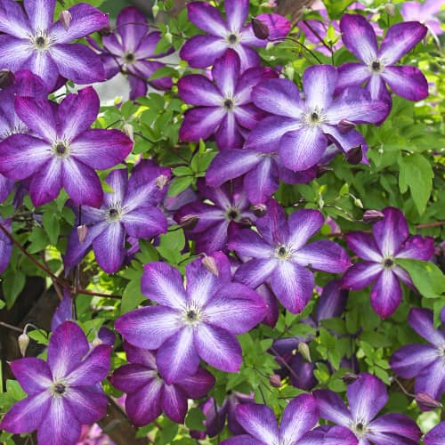 Clematis Venosa Violacea, Р9 imagine 1 articol 9664