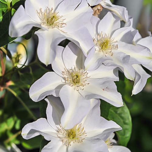 Clematis Yukikomachi, Р9 imagine 1 articol 9665