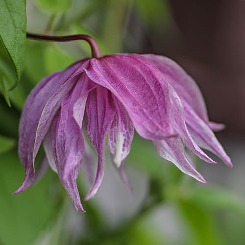 Clematis Purple Dream, С2 imagine 1 articol 7762