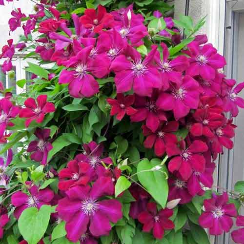 Clematis Rouge Cardinal imagine 2 articol 9057