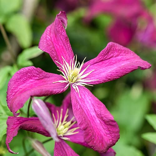 Clematis Rubra imagine 1 articol 5649