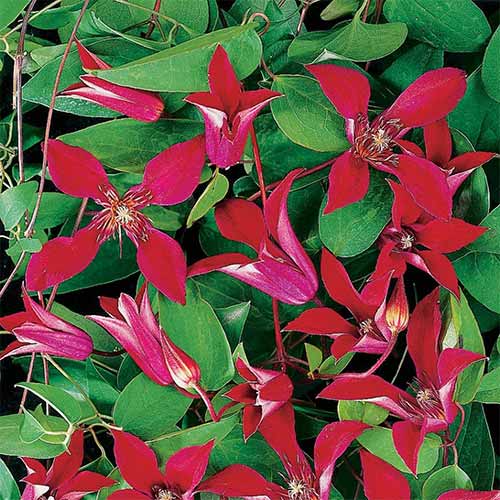 Clematis Sir Trevor Lawrence articol fotografie 1 Clematis Sir Trevor Lawrence imagine 1 articol 4127