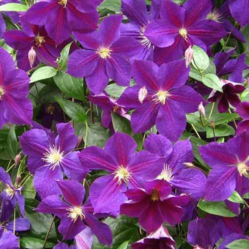 Clematis Star of India articol fotografie 1 Clematis Star of India imagine 1 articol 4765