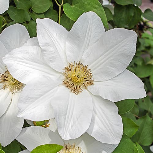 Clematis Sweet Morning, С2 imagine 1 articol 7765