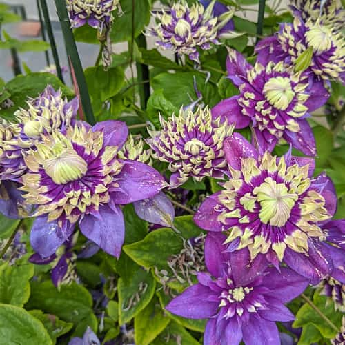 Clematis Taiga, С2 imagine 1 articol 7766