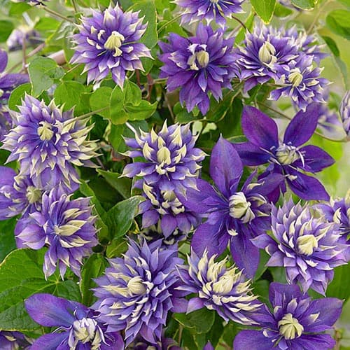 Clematis Taiga articol fotografie 1 Clematis Taiga imagine 1 articol 4138