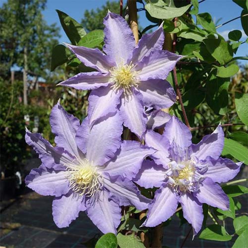 Clematis Thyrislund articol fotografie 1 Clematis Thyrislund imagine 1 articol 4125