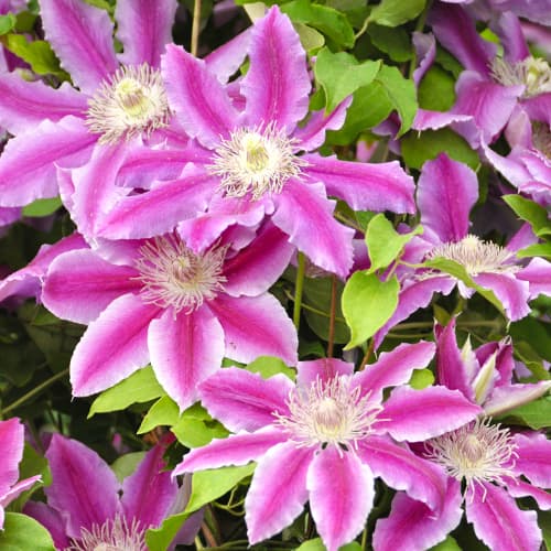 Clematis Tudor, P9 articol fotografie 1 Clematis Tudor, P9 imagine 1 articol 9058