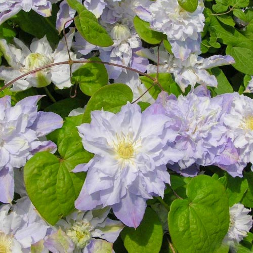 Clematis Veronica's Choice articol fotografie 1 Clematis Veronica's Choice imagine 1 articol 4128