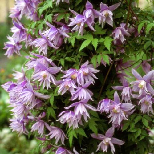 Clematis Violet Pink imagine 1 articol 2418