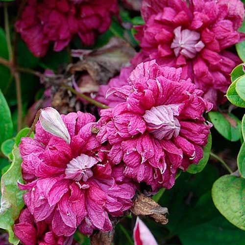 Clematis Vivienne Pennell articol fotografie 1 Clematis Vivienne Pennell imagine 1 articol 64064